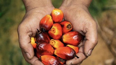 palm oil, coconut oil, grapeseed oil, sustainability, beautystat, cosmetic ingredients, skincare ingredients, reviews, photos, trends, 2024, 2025, skincare